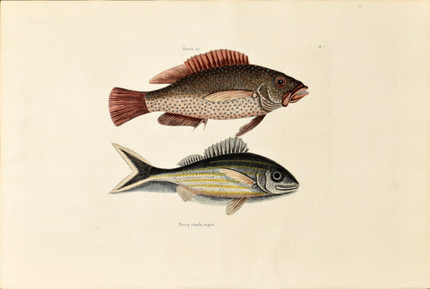 Mark Catesby (1683-1749), The Negro Fish, P7