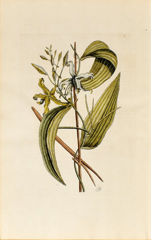 Mark Catesby (1683-1749), The Vanelloe, no.7