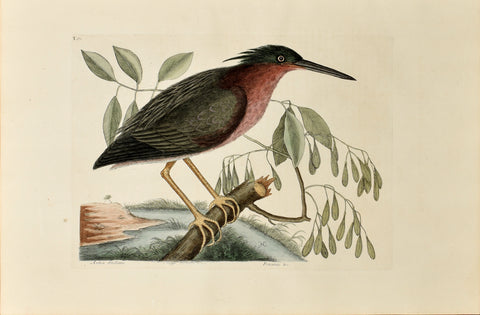 Mark Catesby (1683-1749), The Small Bittern, P78