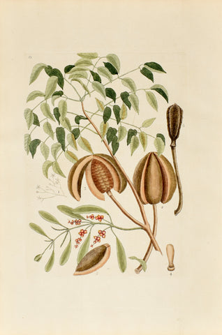 Mark Catesby (1683-1749), The Mahogany Tree, P81