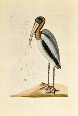 Mark Catesby (1683-1749), The Wood Pelican, P81