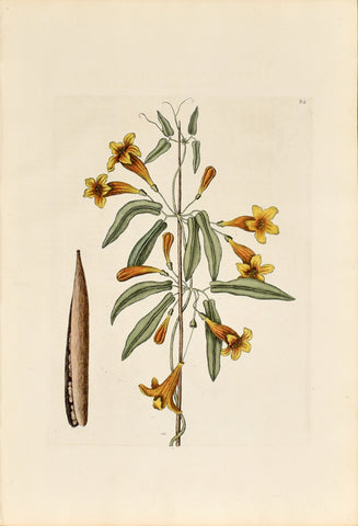 Mark Catesby (1683-1749), The Cross Vine, P82