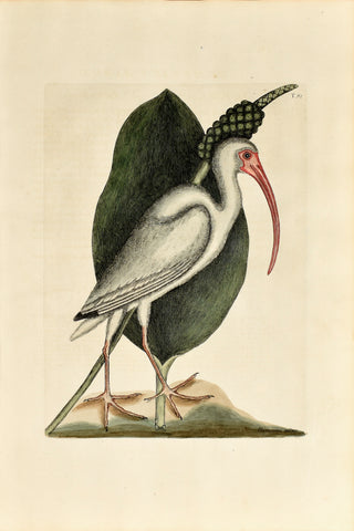 Mark Catesby (1683-1749), The White Curlew, 82
