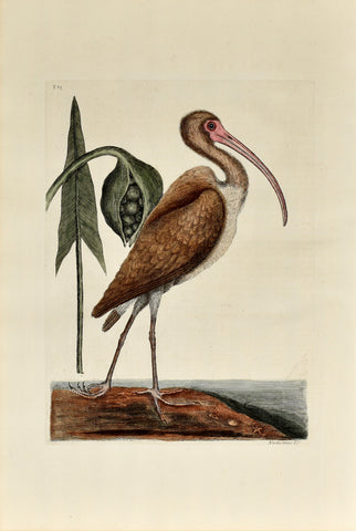 Mark Catesby (1683-1749), The Brown Curlew, 83