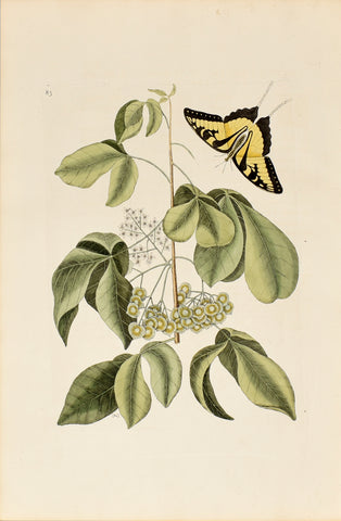 Mark Catesby (1683-1749), The Wafer Ash Tree, P83
