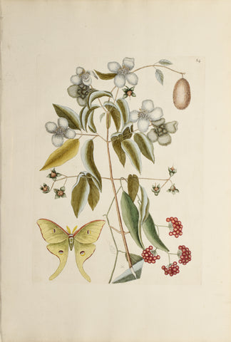 Mark Catesby (1683-1749), Mock Orange, P84