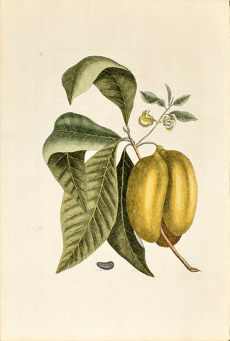 Mark Catesby (1683-1749), Paw Paw, P85