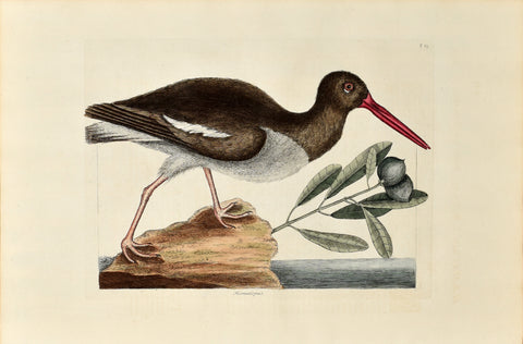 Mark Catesby (1683-1749), The Oyster Catcher, P85