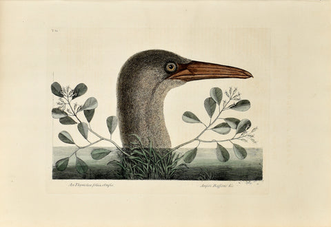 Mark Catesby (1683-1749), The Great Booby, P86