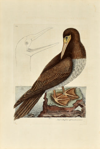 Mark Catesby (1683-1749), The Booby, P87