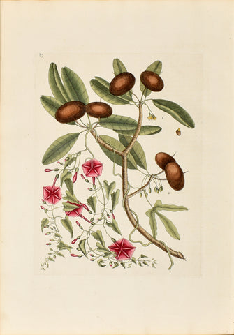 Mark Catesby (1683-1749), Sapadillo Tree, P87