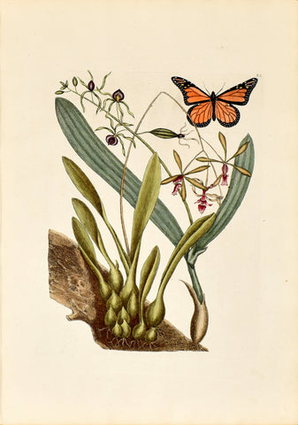 Mark Catesby (1683-1749), Bahaman Orchid, P88