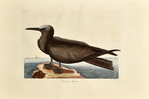 Mark Catesby (1683-1749), The Noddy, P88