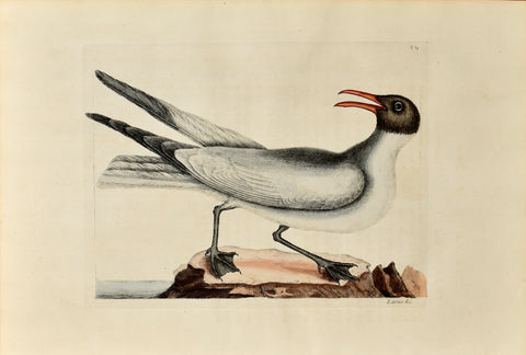 Mark Catesby (1683-1749), The Laughing Gull, P89