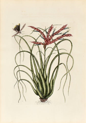 Mark Catesby (1683-1749), The Wild Pine, P89