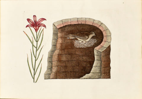 Mark Catesby (1683-1749), The American Swallow, no. 8