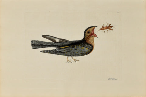 Mark Catesby (1683-1749), The Goat Sucker of Carolina, P8
