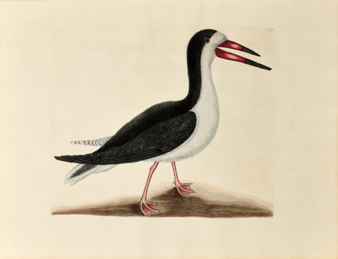 Mark Catesby (1683-1749), The Cutwater, P90