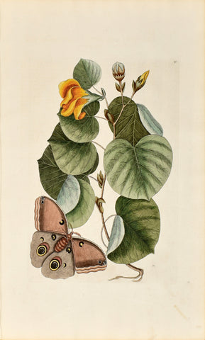 Mark Catesby (1683-1749), The Maho Tree, P90