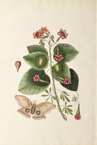 Mark Catesby (1683-1749), Geiger Tree, P91