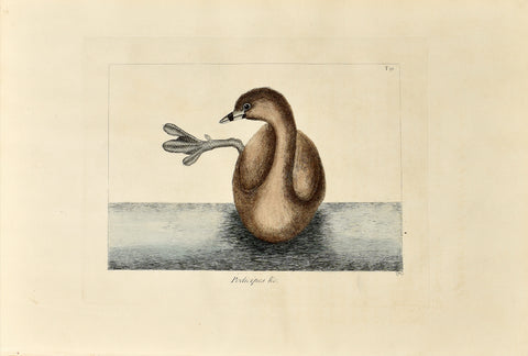 Mark Catesby (1683-1749),  The Pied-billed Dopchick, 91