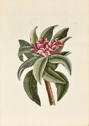 Mark Catesby (1683-1749), The Red Frangipanni, P92