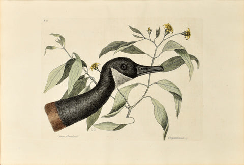 Mark Catesby (1683-1749), The Canada Goose, P92