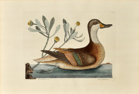 Mark Catesby (1683-1749), The Ilathera Duck, P93