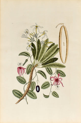 Mark Catesby (1683-1749), The White Frangipanni, P93