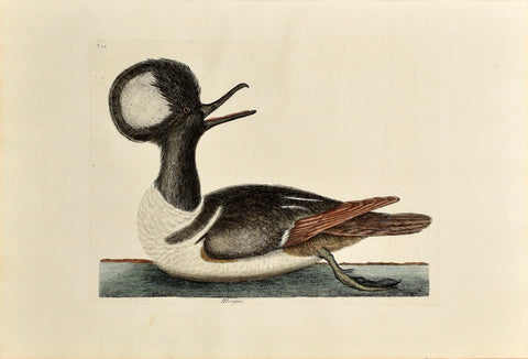 Mark Catesby (1683-1749), The Round Crested Duck, P94