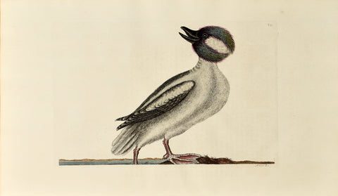 Mark Catesby (1683-1749), The Buffel's Head Duck, P95