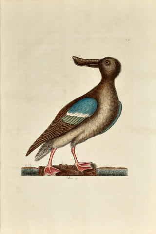Mark Catesby (1683-1749), The Blue Winged Shoveler, P96