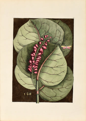 Mark Catesby (1683-1749), The Mangrove Grape Tree, P96