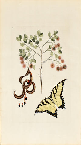 Mark Catesby (1683-1749), Cat's Claw, P97