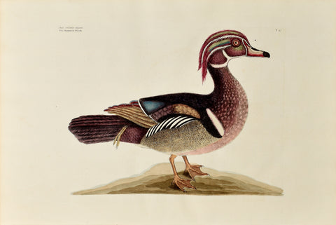 Mark Catesby (1683-1749), The Summer Duck, P97