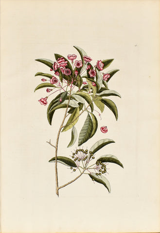 Mark Catesby (1683-1749), Mountain Laurel, P98