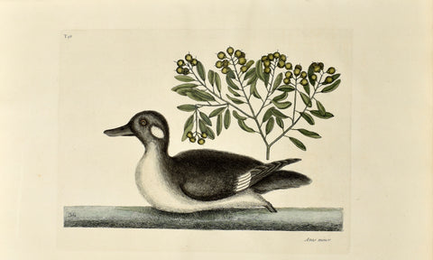 Mark Catesby (1683-1749), The Little Brown Duck, P98
