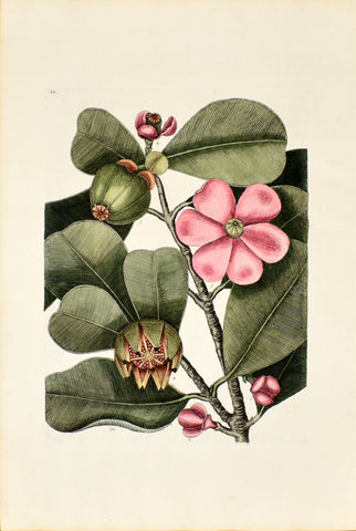 Mark Catesby (1683-1749), Balsalm Tree, P99