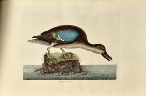 Mark Catesby (1683-1749), The Blue Winged Teal, P99