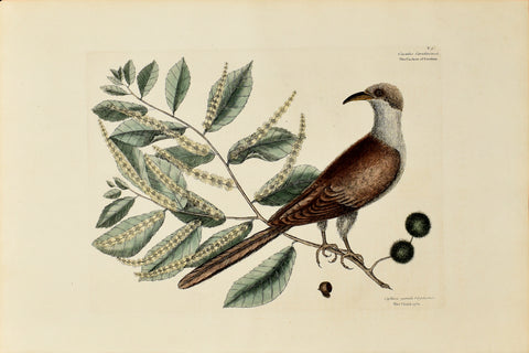 Mark Catesby (1683-1749), The Cuckow of Carolina, The Chinkapin Tree P.9