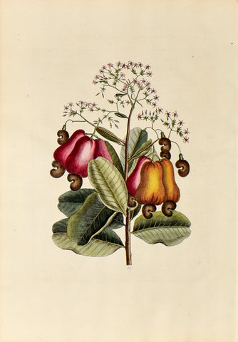 Mark Catesby (1683-1749), The Cushew Tree, no. 9