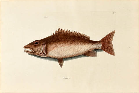 Mark Catesby (1683-1749), The Mangrove Snapper, P9