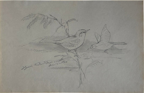 John Gould (British, 1804-1881), [Bird Study]
