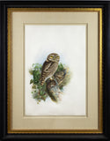 Joseph Wolf (German, 1820-1899), “Little Owl (Athene noctua)”