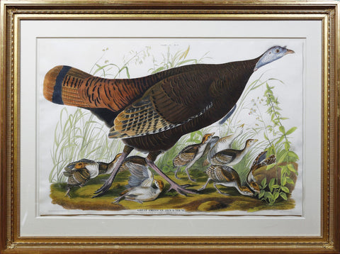 JOHN JAMES AUDUBON (1785-1851), Wild Turkey, Female and Young, PL. VI