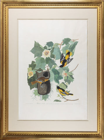 John James Audubon (1785-1851), Plate XII Baltimore Oriole