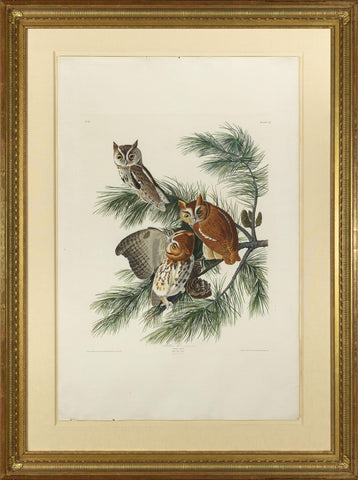 John James Audubon (1785-1851), Plate 97 Mottled Owl or Screech Owl