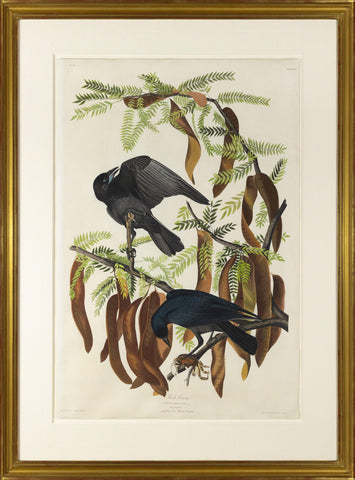 John James Audubon (1785-1851), Plate CXLVI Fish Crow