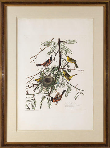 John James Audubon (1785-1851), Plate XLII Orchard Oriole