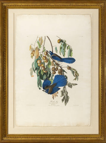 John James Audubon (1785-1851), Plate LXXXVII Florida Jay